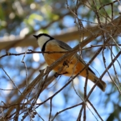 Pachycephala rufiventris at Molonglo Valley, ACT - 19 Oct 2020