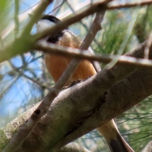 Pachycephala rufiventris at Molonglo Valley, ACT - 19 Oct 2020