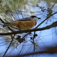 Pachycephala rufiventris at Molonglo Valley, ACT - 19 Oct 2020