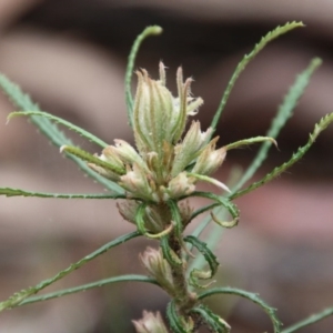 Banksia spinulosa at Budawang, NSW - 19 Oct 2020