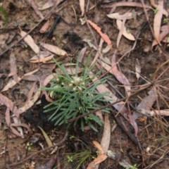 Banksia spinulosa at Budawang, NSW - 19 Oct 2020