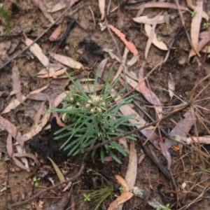 Banksia spinulosa at Budawang, NSW - 19 Oct 2020