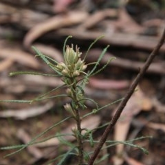 Banksia spinulosa at Budawang, NSW - 19 Oct 2020