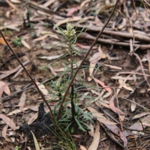 Banksia spinulosa at Budawang, NSW - 19 Oct 2020