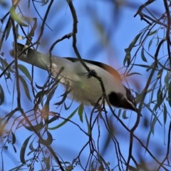 Entomyzon cyanotis (Blue-faced Honeyeater) at National Zoo and Aquarium - 19 Oct 2020 by RodDeb