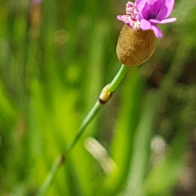 Petrorhagia nanteuilii (Proliferous Pink, Childling Pink) at Griffith, ACT - 18 Oct 2020 by SRoss