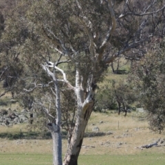 Eucalyptus blakelyi (Blakely's Red Gum) at Gordon, ACT - 14 Sep 2020 by michaelb