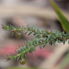 Rhytidosporum procumbens (White Marianth) at Budawang, NSW - 19 Oct 2020 by LisaH