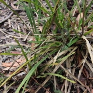 Rhytidosporum procumbens at Budawang, NSW - 19 Oct 2020 11:14 AM