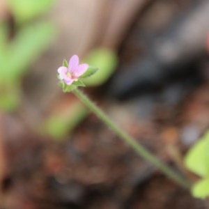 Pelargonium sp. at Budawang, NSW - 19 Oct 2020 12:09 PM