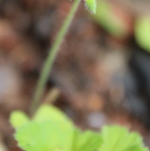 Pelargonium sp. at Budawang, NSW - 19 Oct 2020 12:09 PM