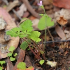 Pelargonium sp. at Budawang, NSW - 19 Oct 2020 12:09 PM