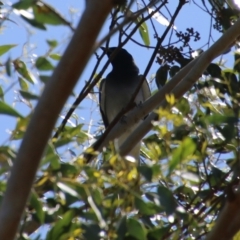 Coracina novaehollandiae (Black-faced Cuckooshrike) at Mongarlowe, NSW - 13 Oct 2020 by LisaH