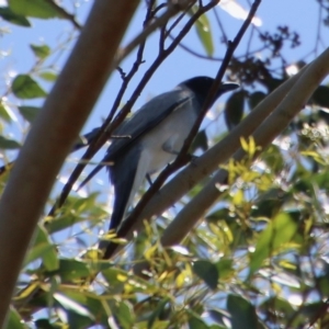 Coracina novaehollandiae at Mongarlowe, NSW - 13 Oct 2020