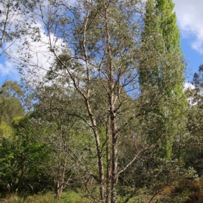 Eucalyptus crenulata (Victorian silver gum, Buxton gum) at Mongarlowe, NSW - 19 Oct 2020 by LisaH