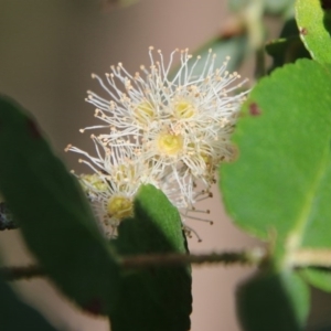 Eucalyptus crenulata at suppressed - 19 Oct 2020