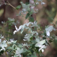 Eucalyptus crenulata at suppressed - 19 Oct 2020