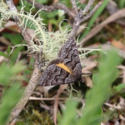 Dichromodes ainaria (A geometer or looper moth) at Mongarlowe, NSW - 14 Oct 2020 by LisaH