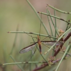 Leptotarsus (Leptotarsus) sp.(genus) (A Crane Fly) at Mongarlowe River - 14 Oct 2020 by LisaH