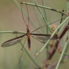 Leptotarsus (Leptotarsus) sp.(genus) at Mongarlowe, NSW - suppressed