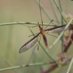 Leptotarsus (Leptotarsus) sp.(genus) at Mongarlowe, NSW - suppressed