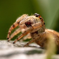 Opisthoncus sp. (genus) (Opisthoncus jumping spider) at Hackett, ACT - 16 Oct 2020 by Boagshoags