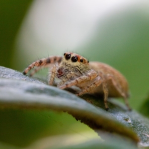 Opisthoncus sp. (genus) at Hackett, ACT - 16 Oct 2020