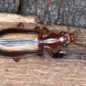 Demetrida sp. (genus) at Majura, ACT - 24 Aug 2020