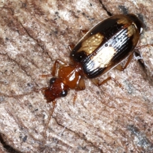 Trigonothops sp. (genus) at Majura, ACT - 24 Aug 2020