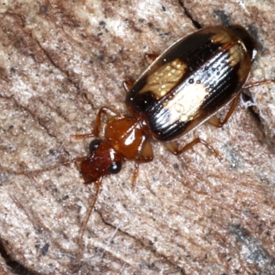Trigonothops sp. (genus) (Bark carab beetle) at Majura, ACT - 24 Aug 2020 by jb2602