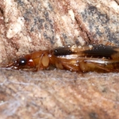 Trigonothops sp. (genus) at Majura, ACT - 24 Aug 2020