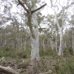 Eucalyptus rossii (Inland Scribbly Gum) at Crace, ACT - 5 Oct 2020 by MichaelBedingfield