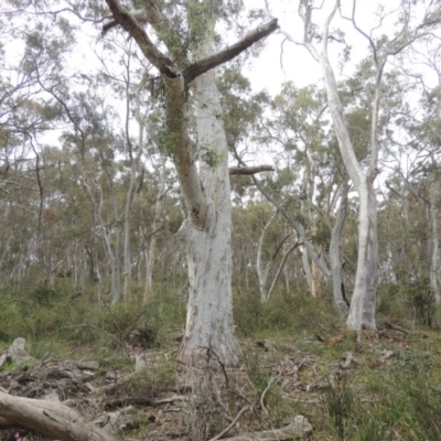 Eucalyptus rossii (Inland Scribbly Gum) at Crace, ACT - 5 Oct 2020 by MichaelBedingfield