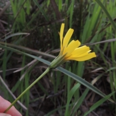 Microseris walteri (Yam Daisy, Murnong) at Kaleen, ACT - 5 Oct 2020 by MichaelBedingfield