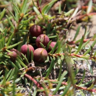 Persoonia chamaepeuce (Dwarf Geebung) at Mongarlowe, NSW - 19 Oct 2020 by LisaH