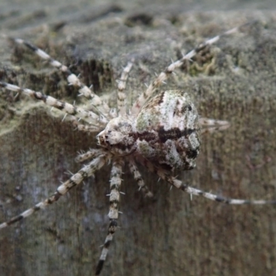 Tamopsis sp. (genus) (Two-tailed spider) at North Narooma, NSW - 16 Oct 2020 by Laserchemisty