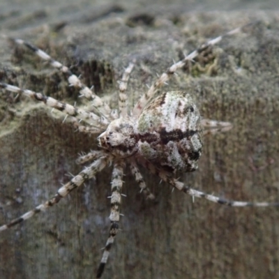 Tamopsis sp. (genus) (Two-tailed spider) at North Narooma, NSW - 17 Oct 2020 by Laserchemisty