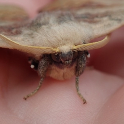 Anthela varia (Hairy Mary) at Narooma, NSW - 17 Oct 2020 by Laserchemisty