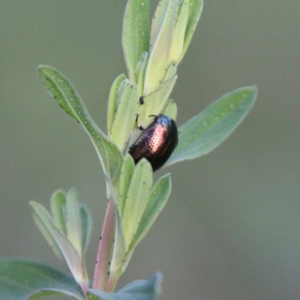 Chrysolina quadrigemina at Hughes, ACT - 18 Oct 2020