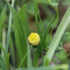 Trifolium campestre at Hughes, ACT - 20 Oct 2020