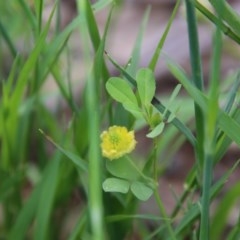 Trifolium campestre at Hughes, ACT - 20 Oct 2020 11:57 AM