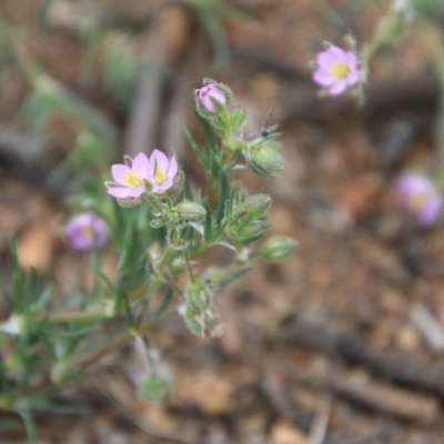 Spergularia rubra (Sandspurrey) at Hughes, ACT - 20 Oct 2020 by LisaH