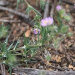 Spergularia rubra at Hughes, ACT - 20 Oct 2020 11:52 AM