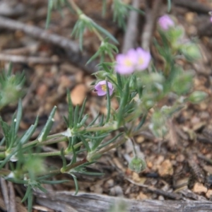 Spergularia rubra at Hughes, ACT - 20 Oct 2020 11:52 AM