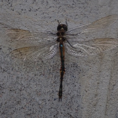 Unidentified Dragonfly or Damselfly (Odonata) at Dalmeny, NSW - 14 Oct 2020 by Laserchemisty