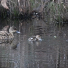 Anas gracilis (Grey Teal) at Mongarlowe River - 13 Oct 2020 by LisaH