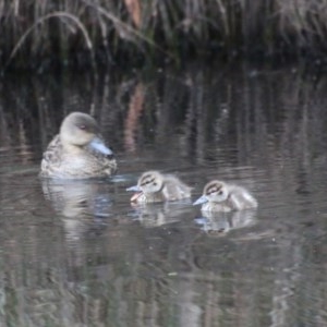 Anas gracilis at Mongarlowe, NSW - 14 Oct 2020