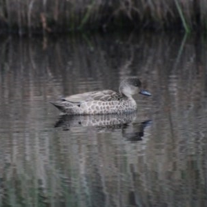 Anas gracilis at Mongarlowe, NSW - 14 Oct 2020