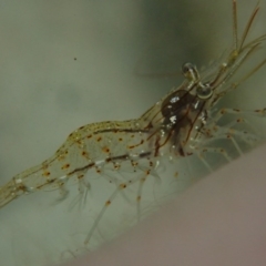 Palaemon serenus (Rock-pool Prawn) at Dalmeny, NSW - 17 Oct 2020 by Laserchemisty