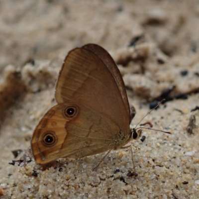 Hypocysta metirius (Brown Ringlet) at Dalmeny, NSW - 14 Oct 2020 by Laserchemisty